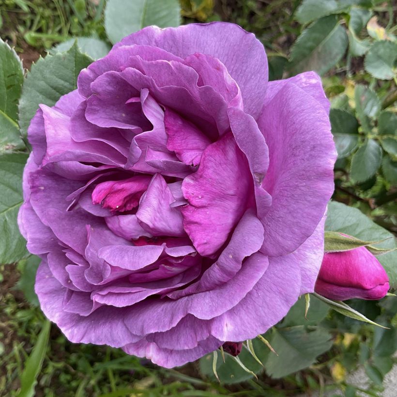 Rosa Minerva - Beetrose (Blüte)