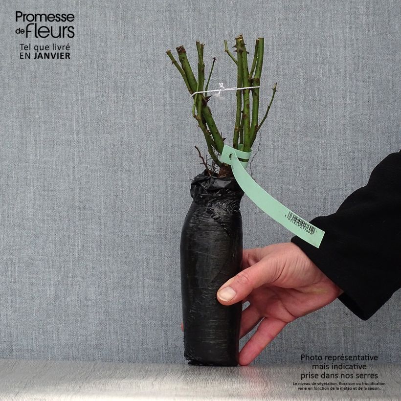 Exemplar von Rosa Pernille Poulsen - Beetrose Wurzelnackt in Beutel wie im Winter geliefert