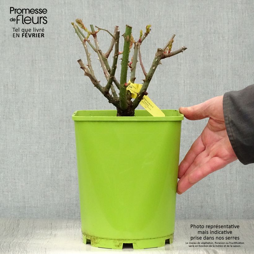 Exemplar von Rosa Rhapsody In Blue - Beetrose Topf mit 4L/5L wie im Winter geliefert