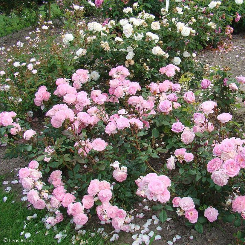Rosa Sourire de Sylvie - Beetrose (Hafen)