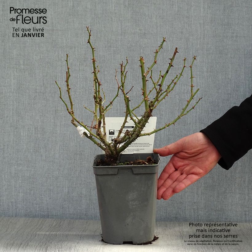 Exemplar von Rosa Utopia - Beetrose Topf mit 3L/4L wie im Winter geliefert