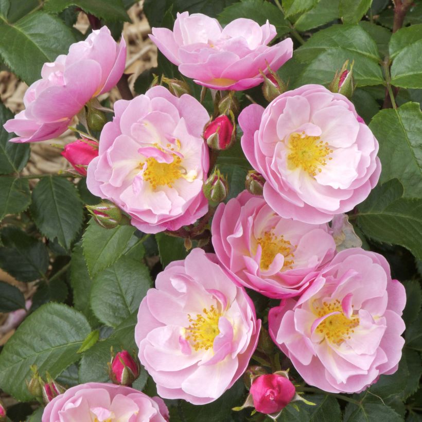 Rosa Utopia - Beetrose (Blüte)