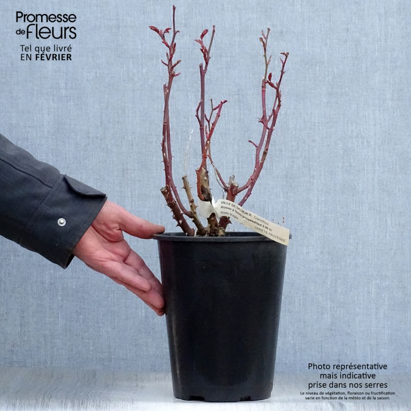 Exemplar von Rosa Ville de Saumur - Beetrose Topf mit 4L/5L wie im Winter geliefert