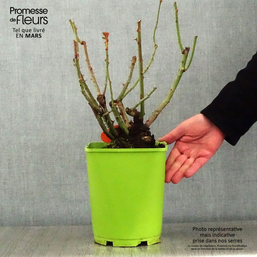 Exemplar von Rosa Oriental Peace - Edelrose Topf mit 4L/5L wie im Winter geliefert