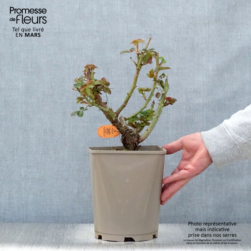 Exemplar von Rosa Oriental Peace - Edelrose Topf mit 4L/5L wie im Frühjahr geliefert