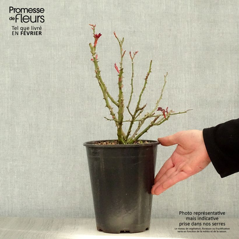 Exemplar von Rosa persica Alissar Princess of Phoenicia - Persische Rose Topf mit 4L/5L wie im Winter geliefert