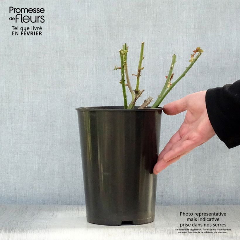 Exemplar von Rosa Astrid Gräfin von Hardenberg - Edelrose Topf mit 4L/5L wie im Winter geliefert