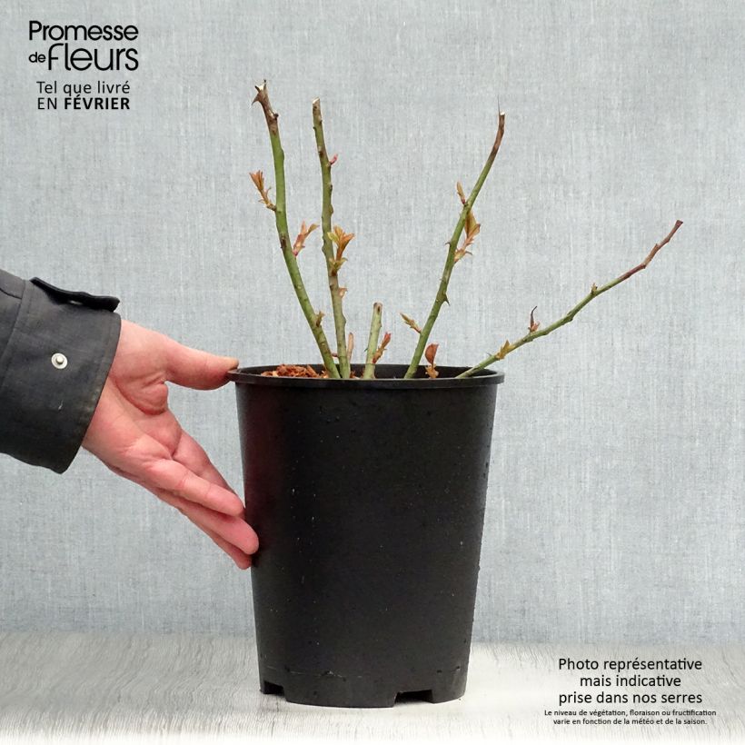 Exemplar von Rosa Barbados - Edelrose Topf mit 4L/5L wie im Winter geliefert