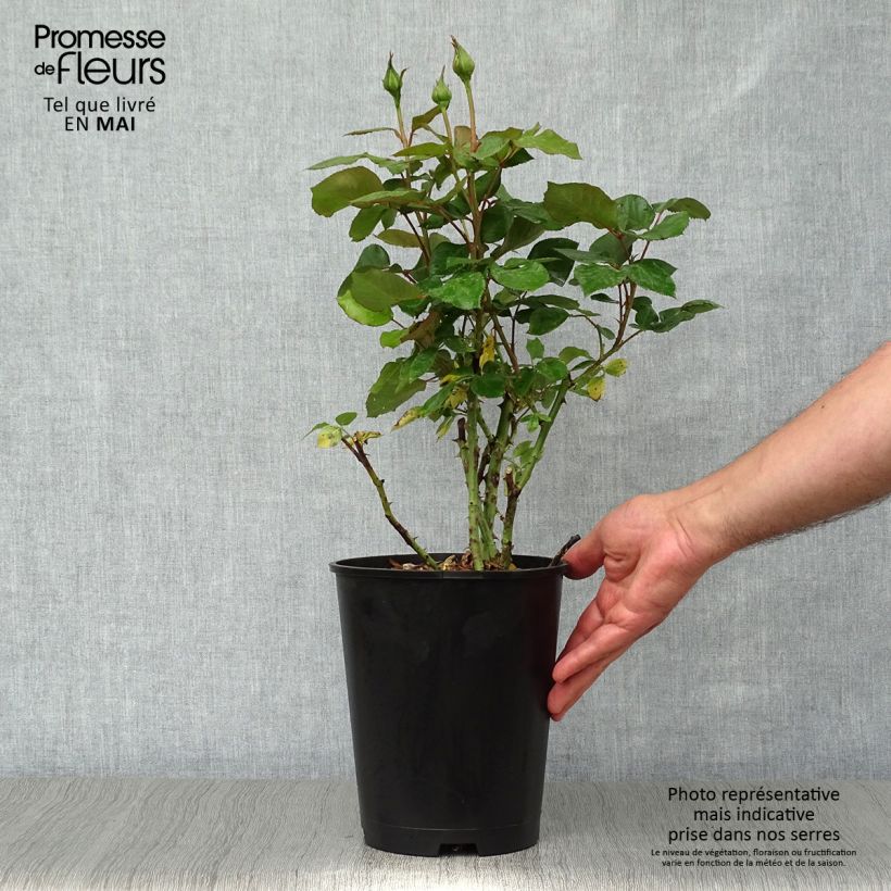 Exemplar von Rosa Barbados - Edelrose Topf mit 4L/5L wie im Frühjahr geliefert