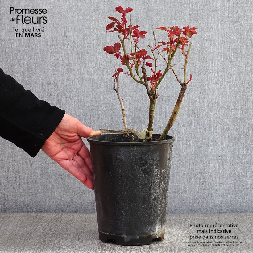 Exemplar von Rosa Belle du Seigneur - Edelrose Topf mit 4L/5L wie im Winter geliefert