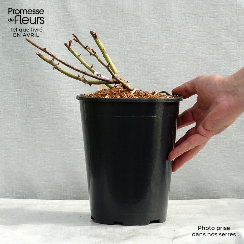 Exemplar von Rosa Belle du Seigneur - Edelrose Topf mit 4L/5L wie im Frühjahr geliefert