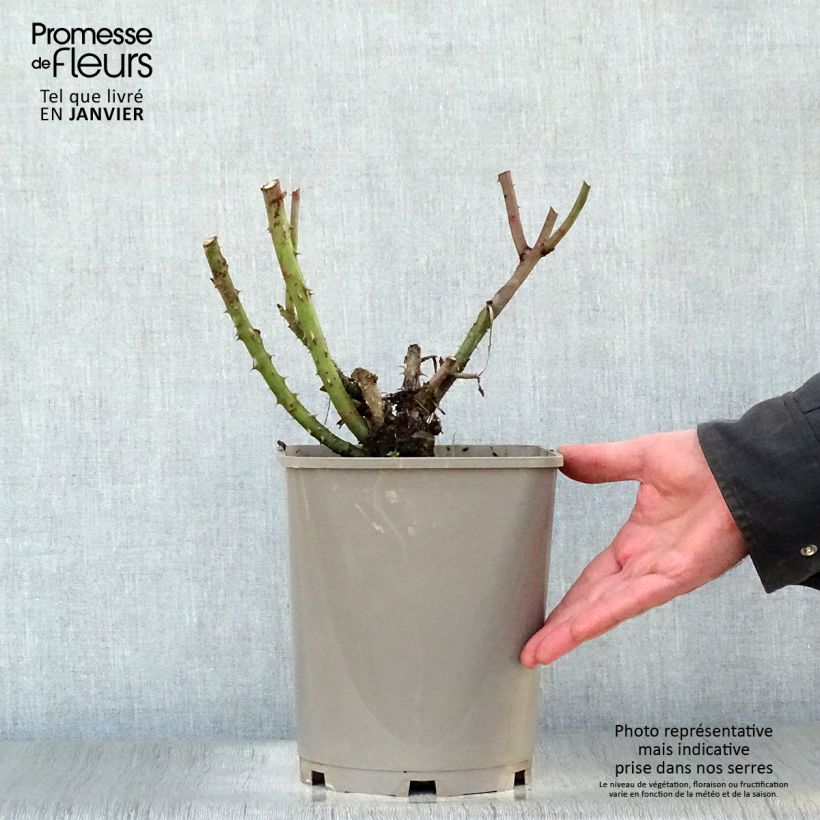 Exemplar von Rosa Belles Rives - Edelrose Topf mit 4L/5L wie im Winter geliefert