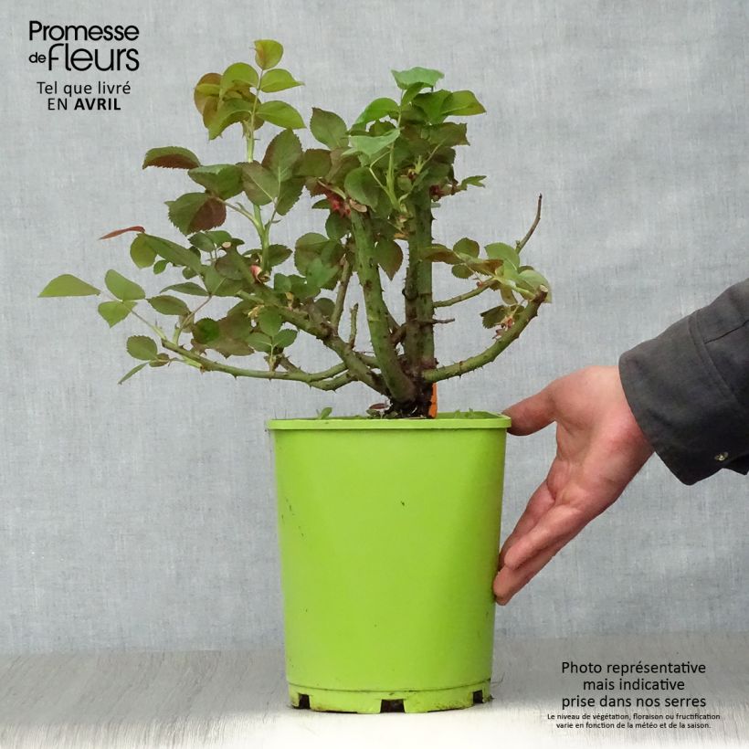 Exemplar von Rosa Belles Rives - Edelrose Topf mit 4L/5L wie im Frühjahr geliefert