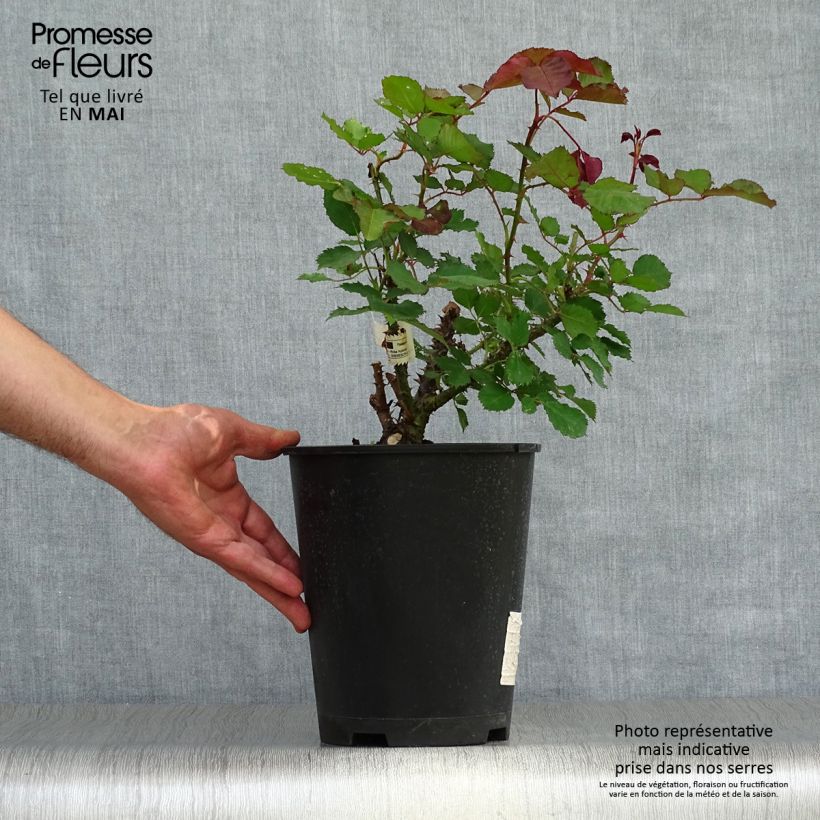 Exemplar von Rosa Berthe Morisot - Edelrose Topf mit 3L/4L wie im Frühjahr geliefert