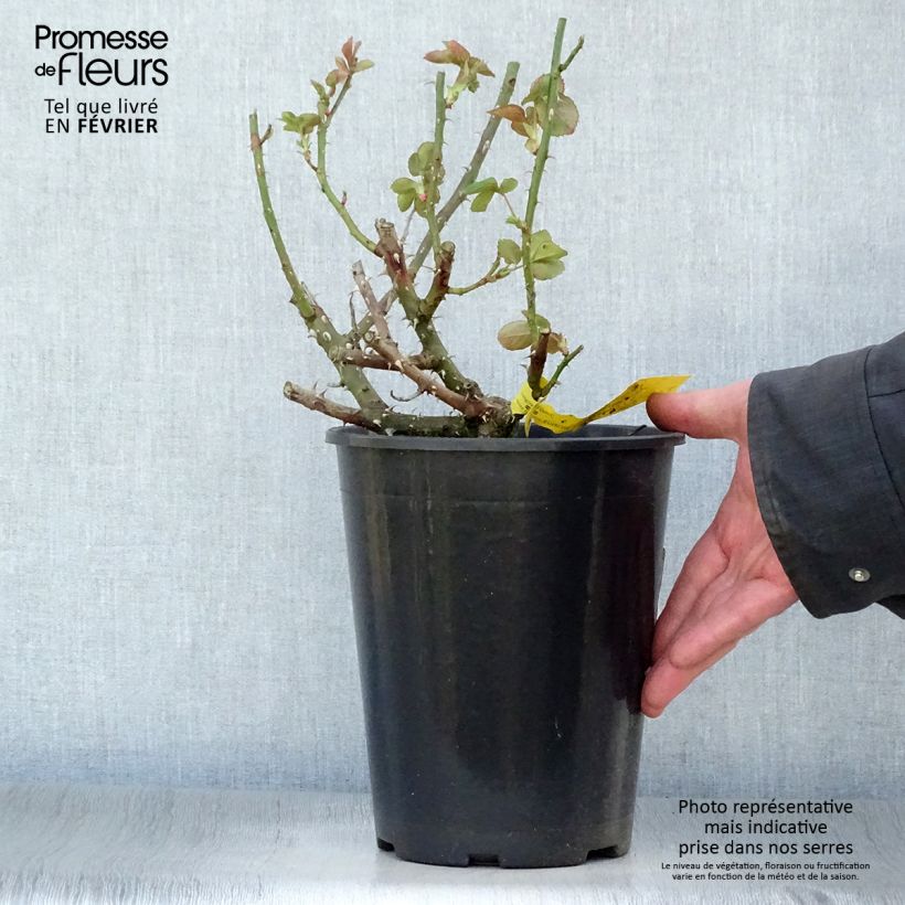 Exemplar von Rosa Boréale - Edelrose Topf mit 4L/5L wie im Winter geliefert