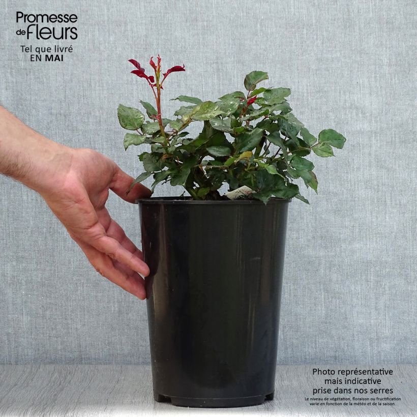 Exemplar von Rosa Broceliande - Edelrose Topf mit 4L/5L wie im Frühjahr geliefert