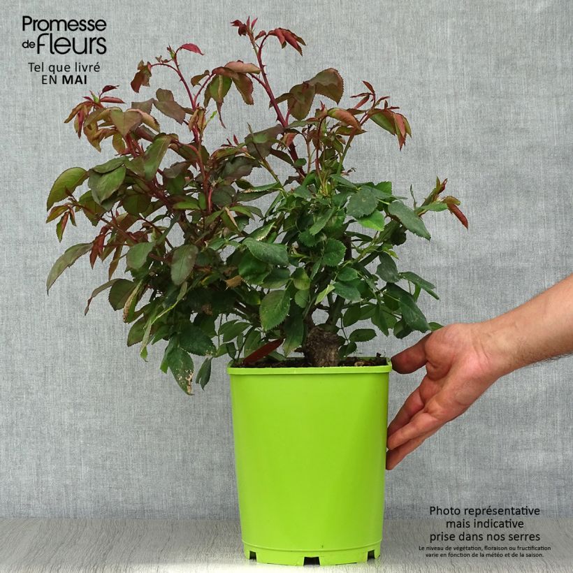 Exemplar von Rosa Catherine Deneuve - Edelrose Topf mit 4L/5L wie im Frühjahr geliefert