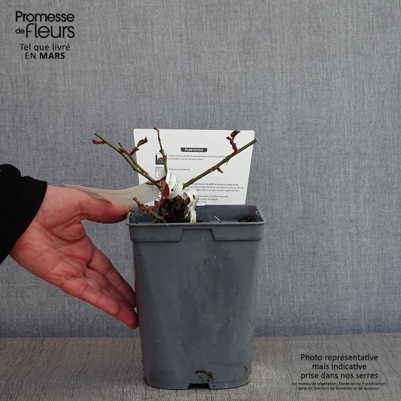 Exemplar von Rosa Chartreuse de Parme - Edelrose Topf mit 3L/4L wie im Winter geliefert