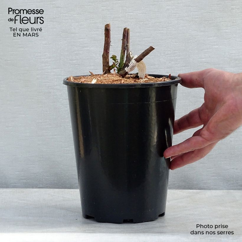 Exemplar von Rosa Château de Cheverny - Edelrose Topf mit 3L/4L wie im Frühjahr geliefert