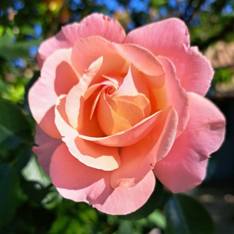 Rosa Clair Renaissance - Edelrose (Blüte)