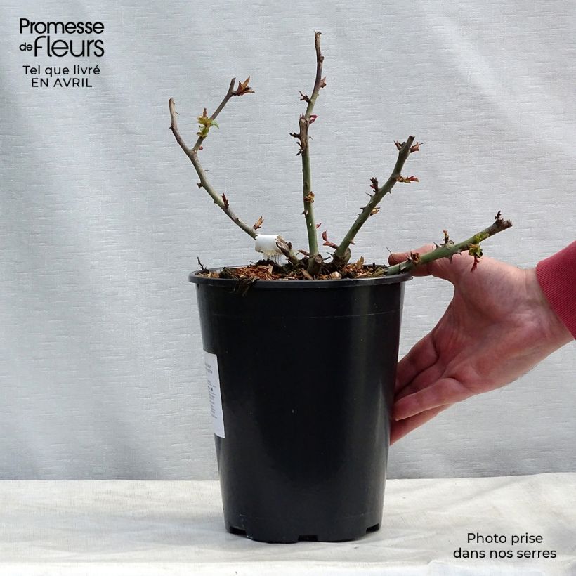 Exemplar von Rosa Claude Monet - Edelrose Topf mit 3L/4L wie im Frühjahr geliefert