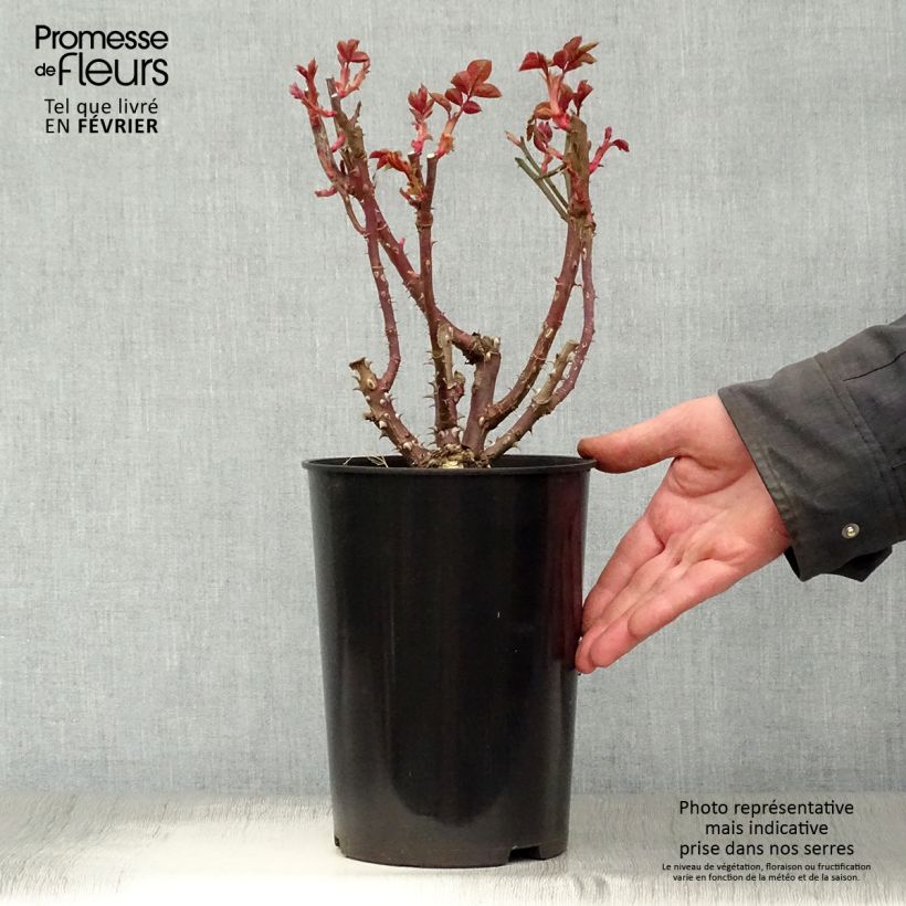 Exemplar&#x20;von&#x20;Rosa&#x20;Courage&#x20;-&#x20;Edelrose&#x20;Topf&#x20;mit&#x20;4L&#x2F;5L&#x20;wie&#x20;im&#x20;Winter&#x20;geliefert