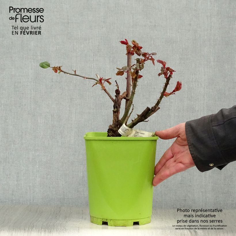 Exemplar von Rosa Crazy Fashion - Edelrose Topf mit 4L/5L wie im Winter geliefert