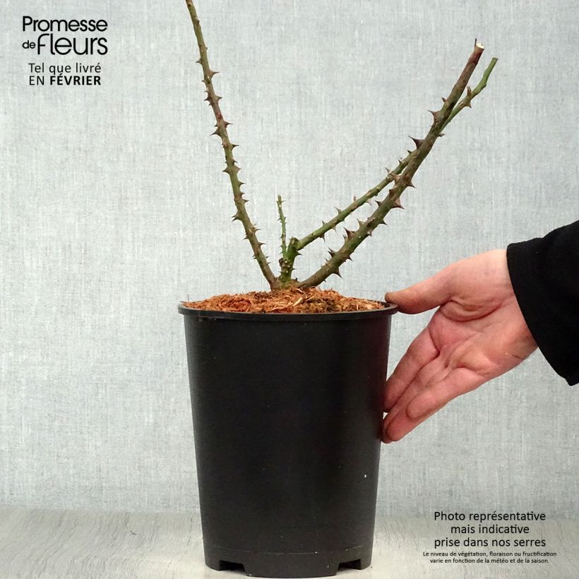 Exemplar von Rosa Dame de Coeur - Edelrose Topf mit 4L/5L wie im Winter geliefert