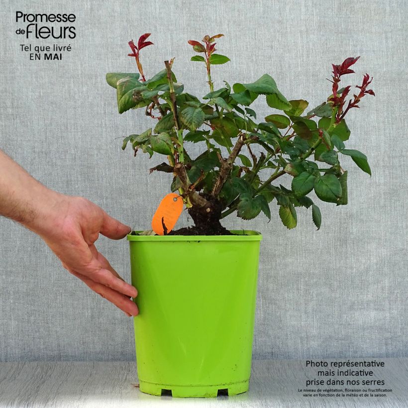 Exemplar von Rosa Eddy Mitchell - Edelrose Topf mit 4L/5L wie im Frühjahr geliefert