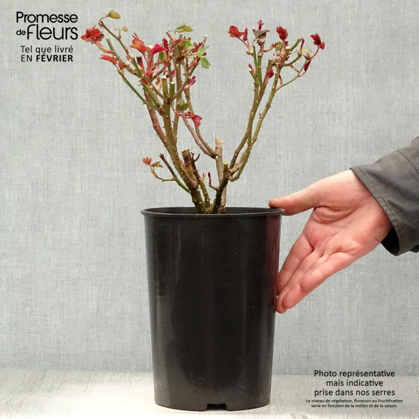 Exemplar von Rosa Elaine Paige - Edelrose Topf mit 4L/5L wie im Winter geliefert