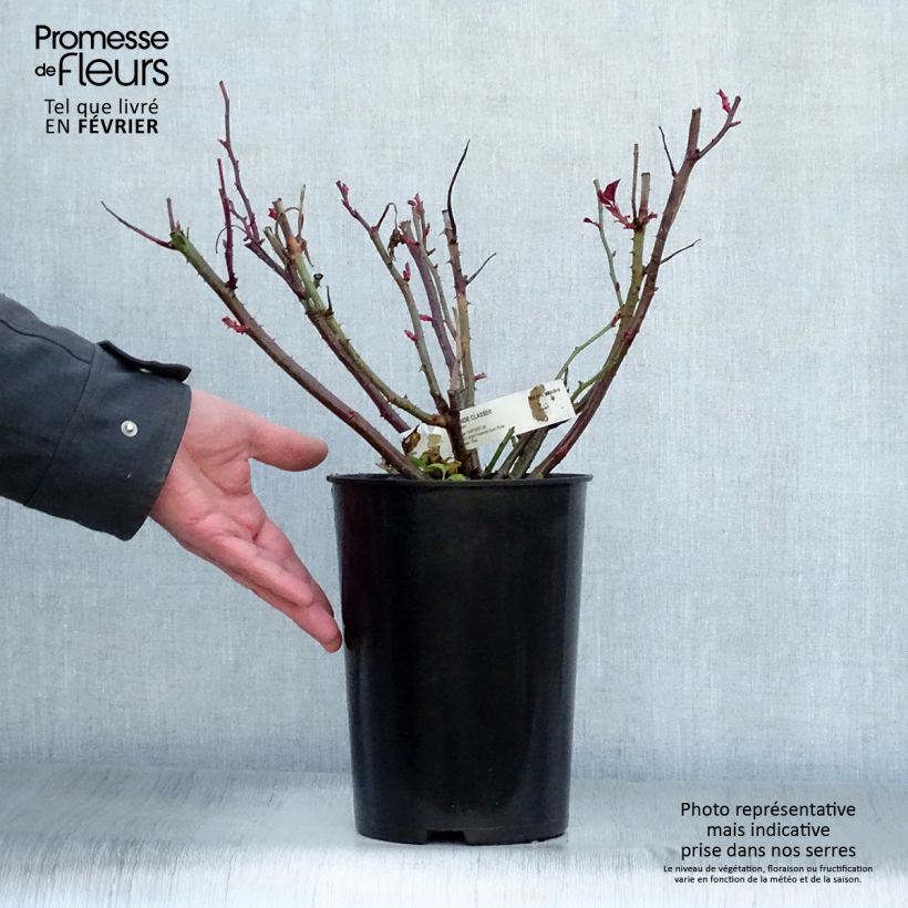 Exemplar von Rosa Grande Classe - Edelrose Topf mit 4L/5L wie im Winter geliefert