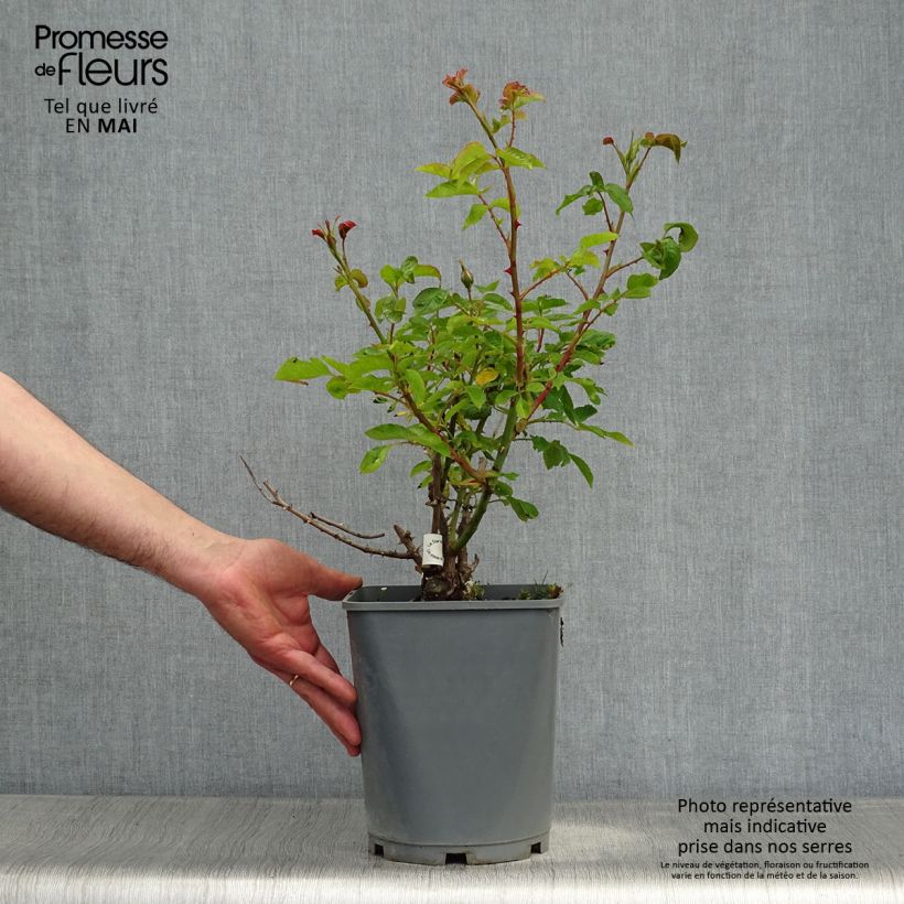 Exemplar von Rosa Guillaume Gomez - Edelrose Topf mit 4L/5L wie im Frühjahr geliefert