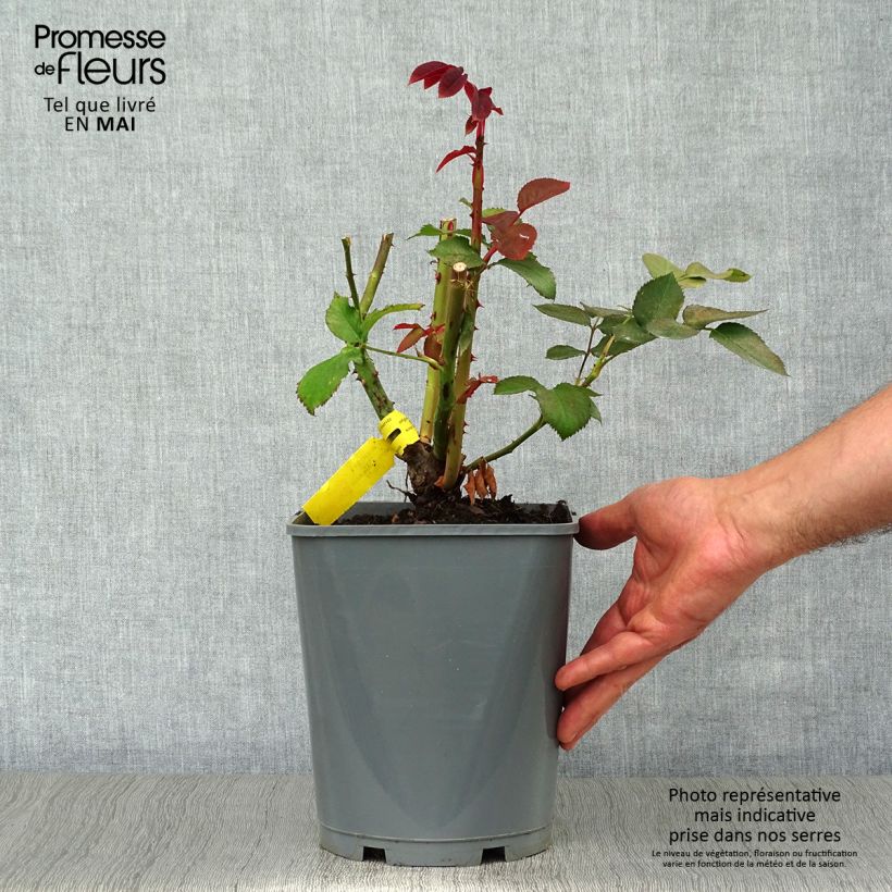 Exemplar von Rosa Hacienda - Edelrose Topf mit 4L/5L wie im Frühjahr geliefert