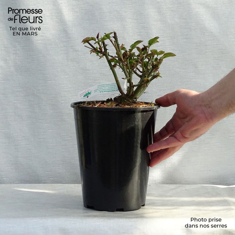 Exemplar von Rosa Jules Verne - Edelrose Topf mit 4L/5L wie im Frühjahr geliefert