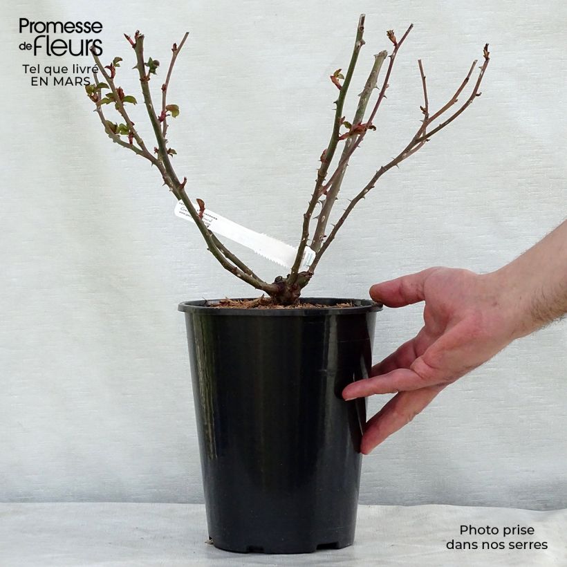 Exemplar von Rosa La Rose de Molinard - Edelrose Topf mit 4L/5L wie im Frühjahr geliefert