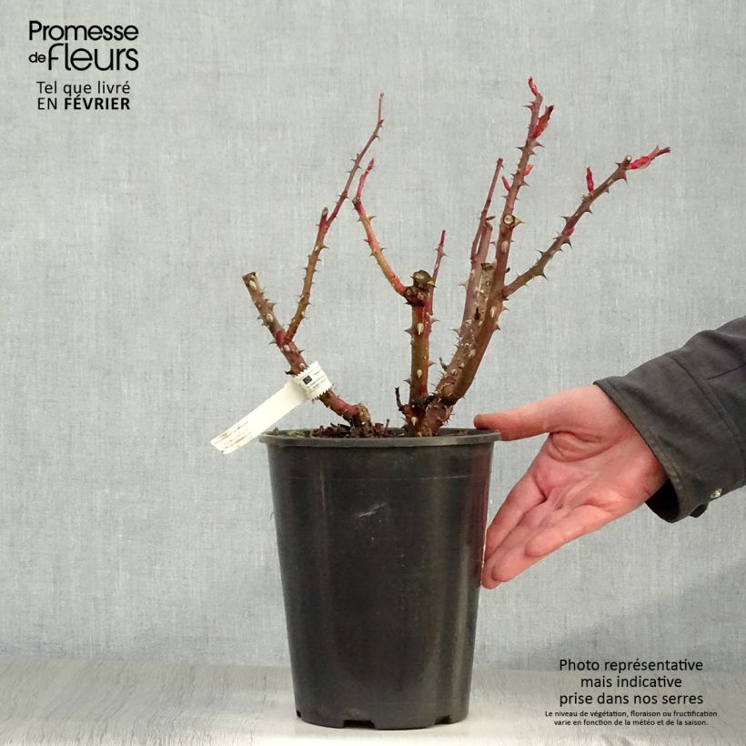 Exemplar von Rosa La rose Monsieur - Edelrose Topf mit 4L/5L wie im Winter geliefert