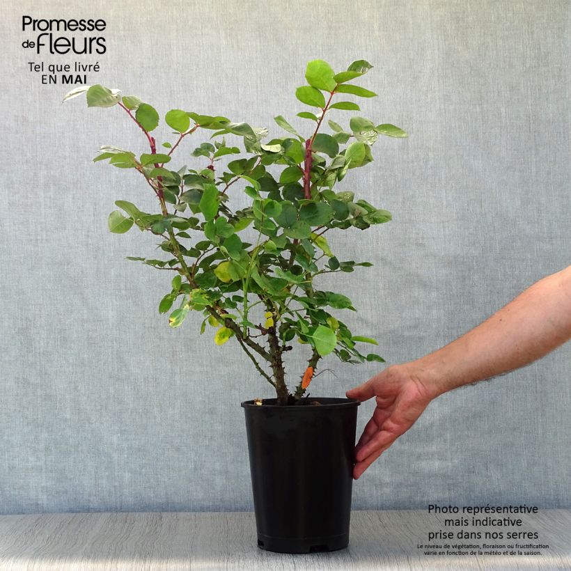 Exemplar von Rosa Laeticia Casta - Edelrose Topf mit 4L/5L wie im Frühjahr geliefert