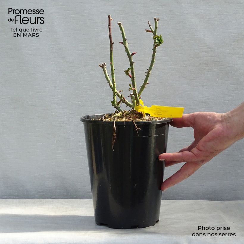 Exemplar von Rosa Les Années Folles Fox Trot - Edelrose Topf mit 4L/5L wie im Winter geliefert