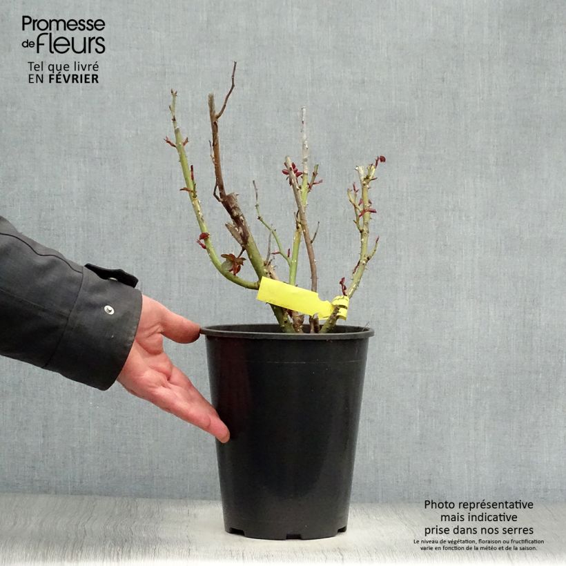 Exemplar von Rosa Les Années Folles La Garçonne - Edelrose Topf mit 4L/5L wie im Winter geliefert