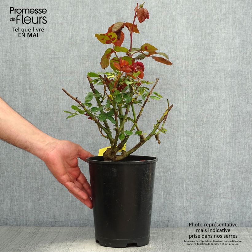 Exemplar von Rosa Les Années Folles Mistinguett - Edelrose Topf mit 4L/5L wie im Frühjahr geliefert