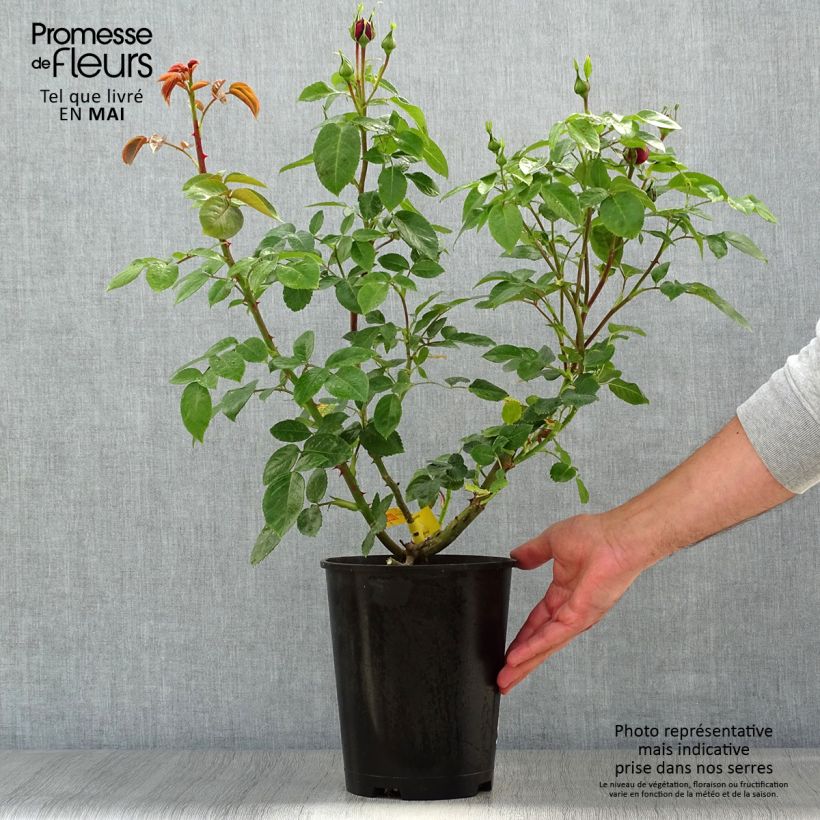 Exemplar von Rosa Les Années Folles Trocadéro - Edelrose Topf mit 4L/5L wie im Frühjahr geliefert