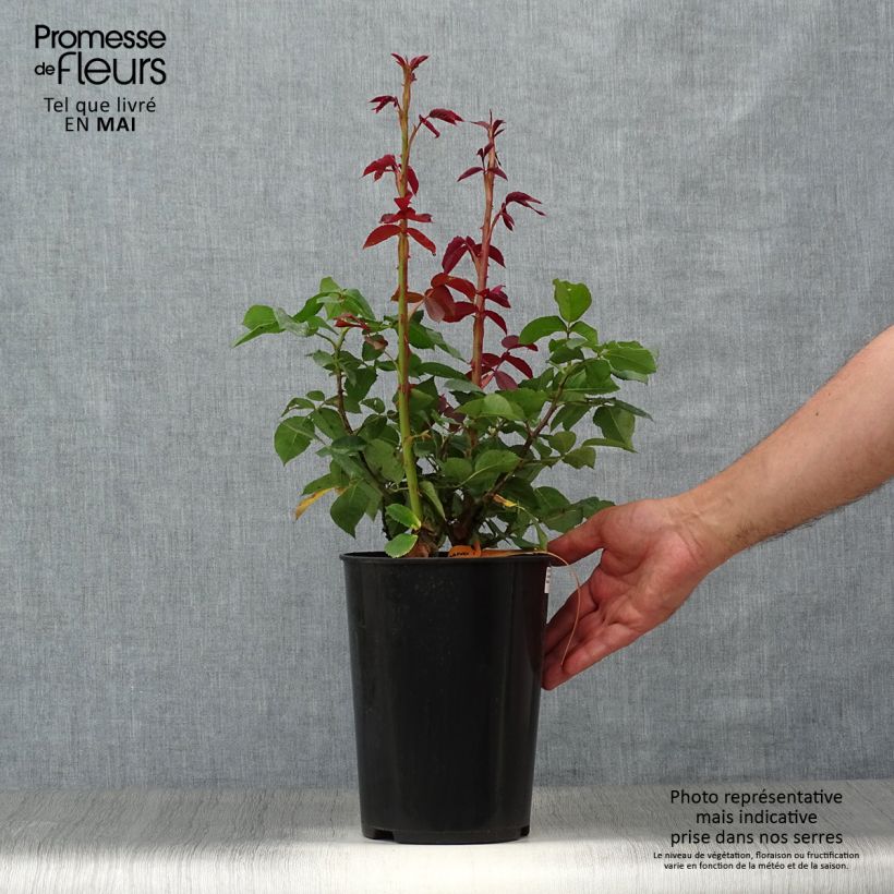 Exemplar von Rosa Mainauduft (Lolita Lempicka) - Edelrose Topf mit 4L/5L wie im Frühjahr geliefert