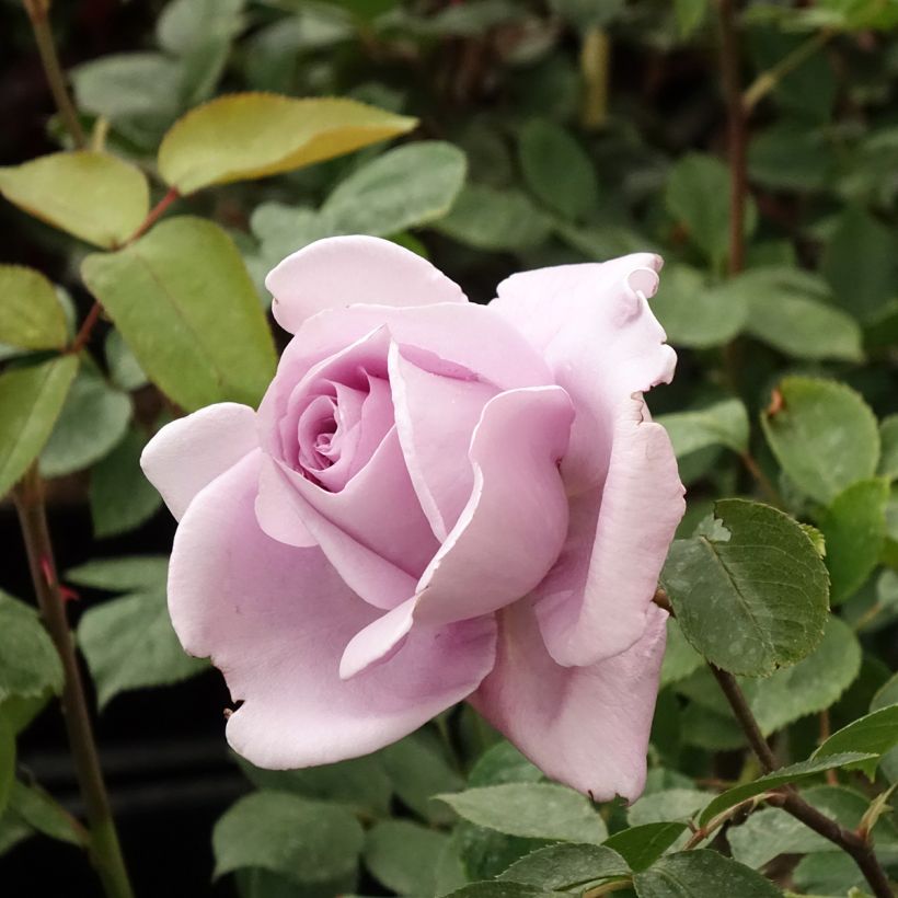 Rosa Mamy Blue - Edelrose (Blüte)
