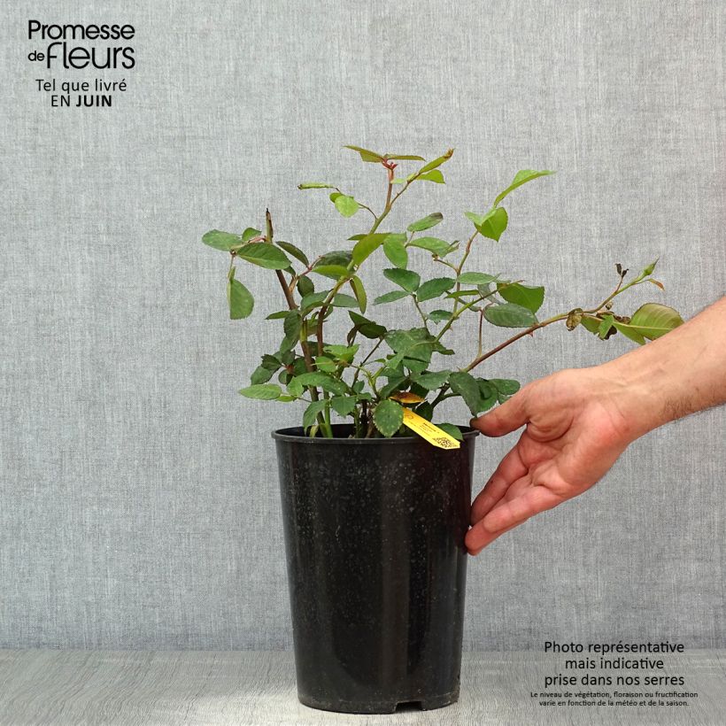 Exemplar von Rosa Memoire - Edelrose Topf mit 4L/5L wie im Frühjahr geliefert