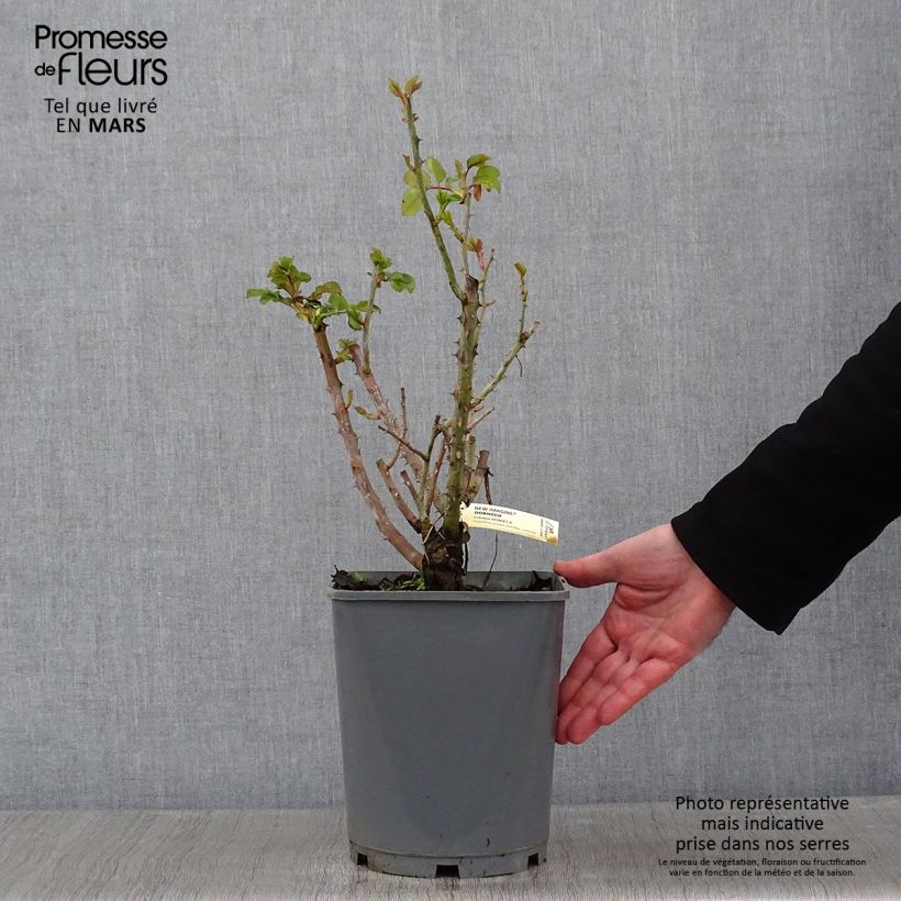 Exemplar von Rosa New Imagine - Edelrose Topf mit 4L/5L wie im Winter geliefert