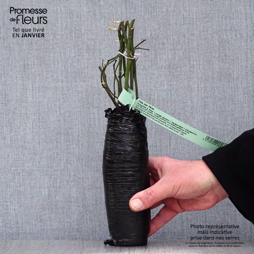 Exemplar von Rosa Nostalgie - Edelrose Wurzelnackt in Beutel wie im Winter geliefert