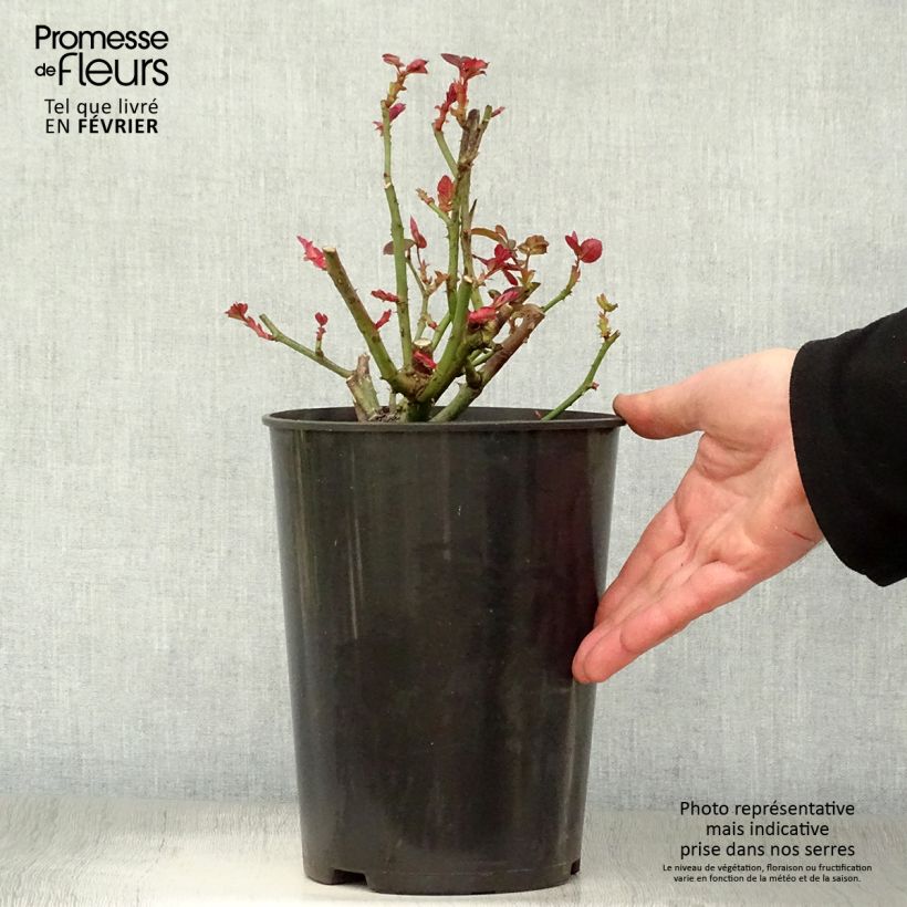 Exemplar von Rosa Nuage Parfumé - Edelrose Topf mit 3L/4L wie im Winter geliefert