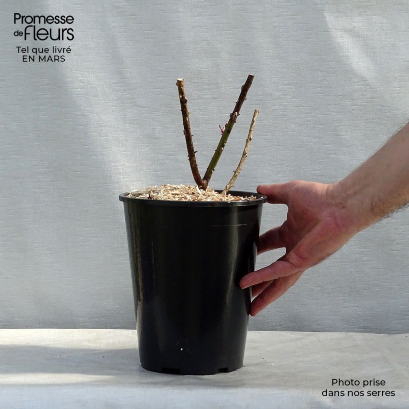 Exemplar von Rosa Papa Meilland - Edelrose Topf mit 4L/5L wie im Winter geliefert