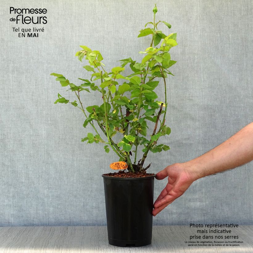 Exemplar von Rosa Paul Ricard Meinivoz - Edelrose Topf mit 4L/5L wie im Frühjahr geliefert