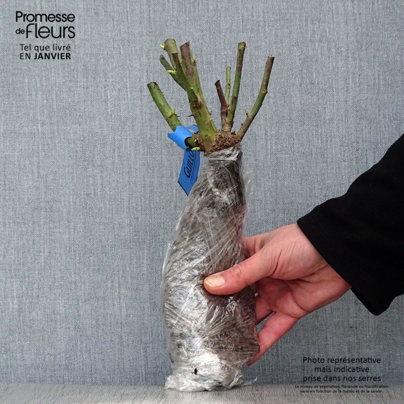 Exemplar von Rosa Pink Eureka - Edelrose Wurzelnackt in Beutel wie im Winter geliefert